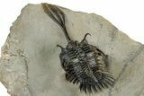 Spiny Trident Walliserops Trilobite - Foum Zguid, Morocco #354577-5